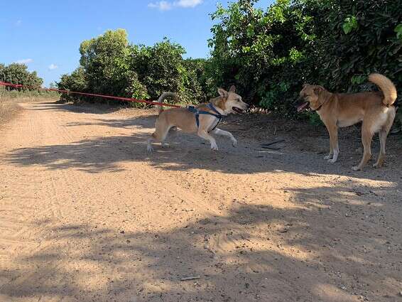 מכשכש עם חבריו. הכלב סטאר // צילום: באדיבות משרד החקלאות